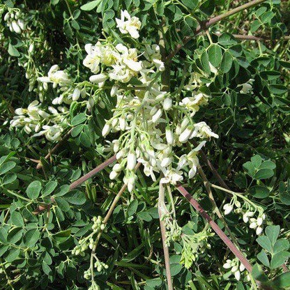 Moringa Poeder Biologisch