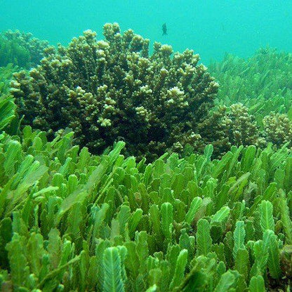 Chlorella Poeder Biologisch