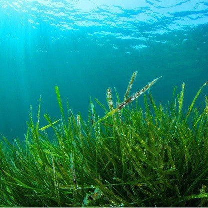 Spirulina Poeder Biologisch