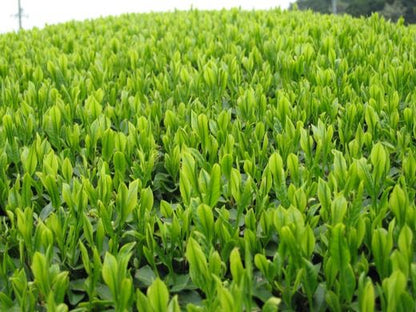 Japanse Matcha Poeder Biologisch - Japanse Matcha uit Kagoshima