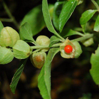 Ashwagandha Poeder Biologisch